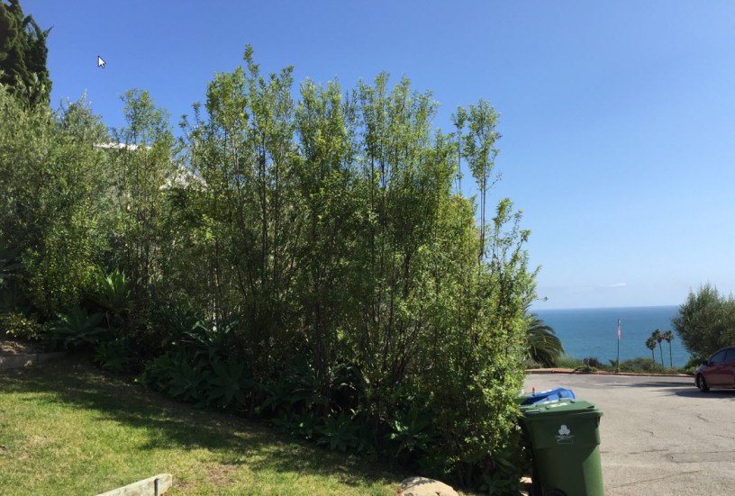 Los Angeles City Fence, Tree, and Hedge Height Law Turner Law Firm